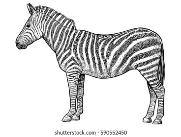 Zebra  illustration, drawing, engraving, ink, line art, vector