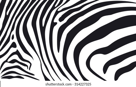 zebra illustration vector on white background