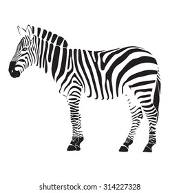 zebra illustration vector on white background