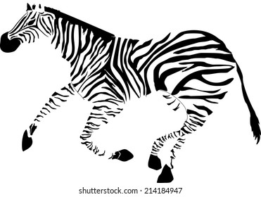 Zebra image isolated on white