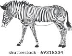 Zebra isolated n white background