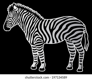 Zebra isolated on black with a white outline.
