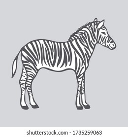 Zebra isolated on gray background. Ornament items with Wildlife and Animal symbol. Template for postcard, banner, poster, web design. Hand Drawn vector illustration.