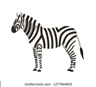 Zebra isolated on white background. Portrait of stunning wild herbivorous animal with stripy coat. Graceful exotic species, African fauna. Colorful vector illustration in flat cartoon style.