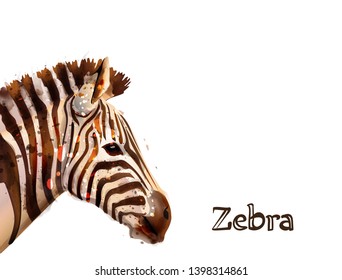 Zebra isolated on white background Vector watercolor. wildlife safari animal