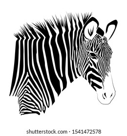 Zebra isolated on white background. Vector illustration EPS10