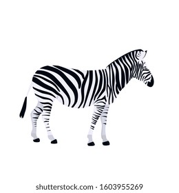 Zebra isolated on white background. African animal vector.