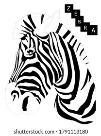 Zebra isolated on the white background. Cool zebra animal.