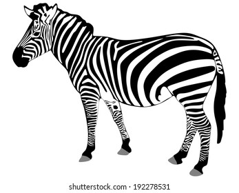 zebra isolated on white background , vector