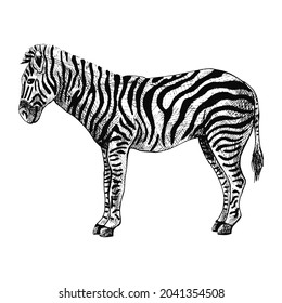 Zebra isolated on white background. Sketch graphic striped animal savanna in engraving style. Design retro black and white drawing. Vector illustration.