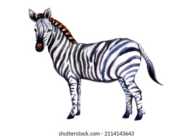 Zebra isolated on white background. Watercolor.