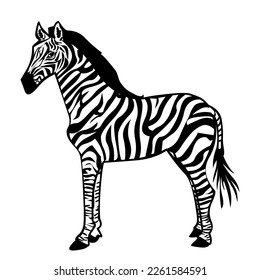 Zebra Isolated On White Background