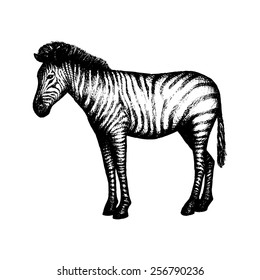 Zebra isolated on white background. Hand drawn sketch. Vector illustration for your design.