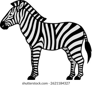 The zebra isolated on white background