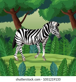 Zebra in the jungle