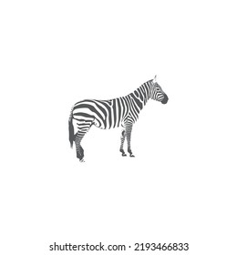 Diseño de logotipo de cebra sobre plantilla de fondo blanco