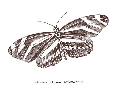 Zebra longwing butterfly hand drawn vector