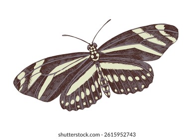 Zebra longwing butterfly hand drawn vector