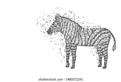 Zebra low poly design, African animal abstract geometric image, zoo wireframe mesh polygonal vector illustration made from points and lines on white background