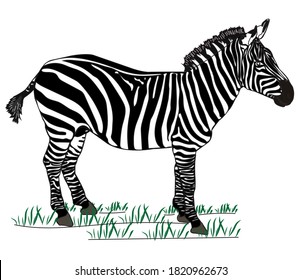 
A zebra in the middle of the meadow