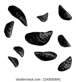 Zebra Mussels illustration isolated on white background