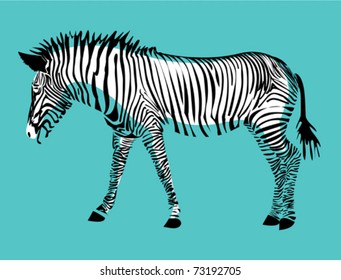 Zebra on blue background