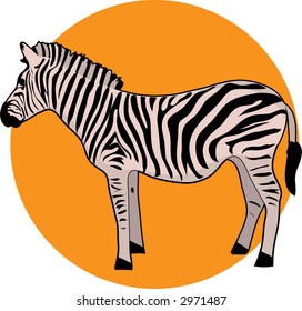 Zebra on an orange circle background