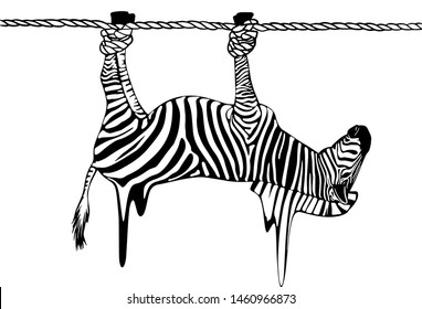 zebra on the rope hanging hoofs up