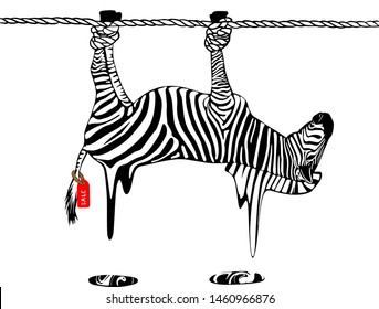zebra on the rope hanging hoofs up