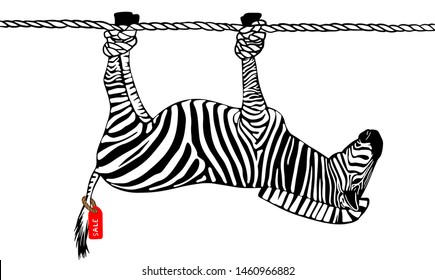 zebra on the rope hanging hoofs up