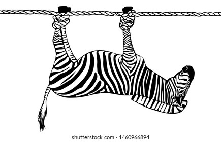 zebra on the rope hanging hoofs up