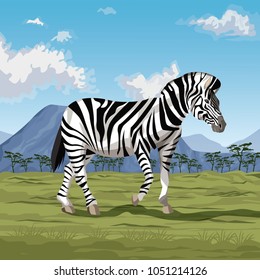Zebra on savannah