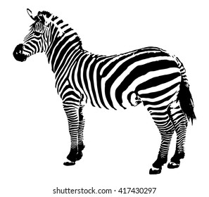 Zebra on a white background