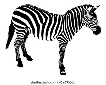 Zebra on a white background