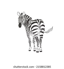 Zebra on white background. Vector Wild Animal. Safari.