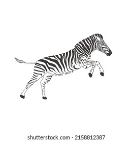 Zebra on white background. Vector Wild Animal. Safari.