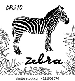 Zebra with palm leaves isolated on white background. Vector illustration