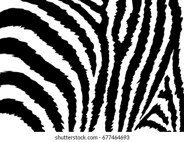 Zebra pattern