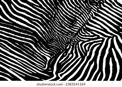 Zebra pattern. Black and white backdrop