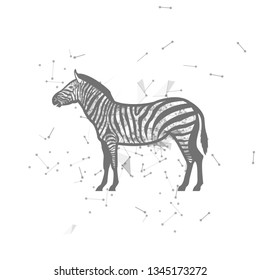 zebra.  Polygonal wireframe zebra silhouette. low poly vector illustrations on background of points and lines.