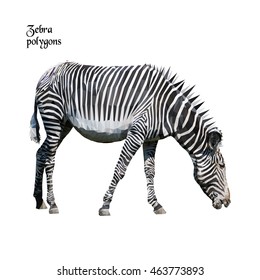 Zebra polygons on white background, vector polygonal. Low poly illustration