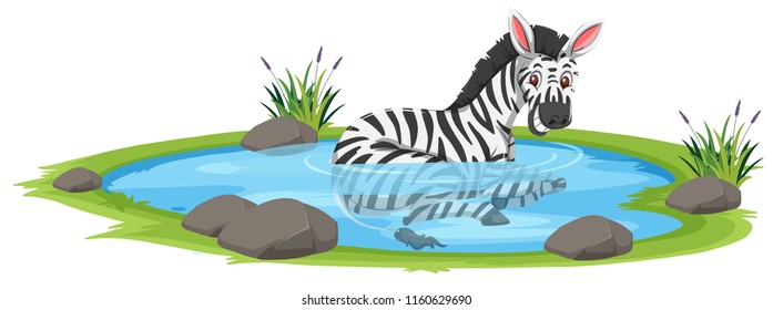 A zebra in the pond illustration