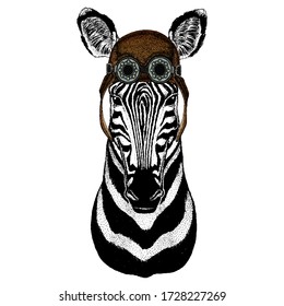 Zebra portrait. Head of wild animal. Aviator flying leather helmet with googles.