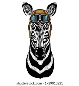 Zebra portrait. Head of wild animal. Vintage aviator helmet with googles.