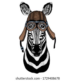 Zebra portrait. Head of wild animal. Motorcycle helmet.