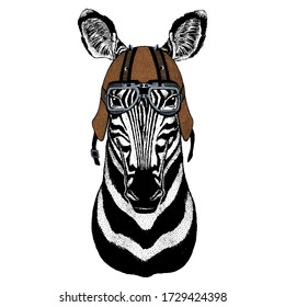 Zebra portrait. Head of wild animal. Motorcycle helmet.