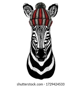 Zebra portrait. Head of wild animal. Knitted wool winter hat.