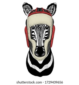 Zebra portrait. Head of wild animal. Boxing helmet.