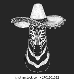 Zebra portrait. Sombrero is traditional mexican hat. Mexico. Head of wild animal.