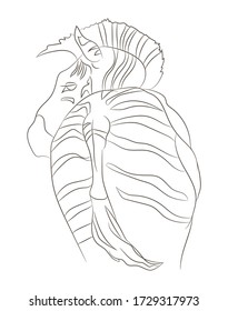 Zebra portrait vector illustration, line drawing, vector, white background